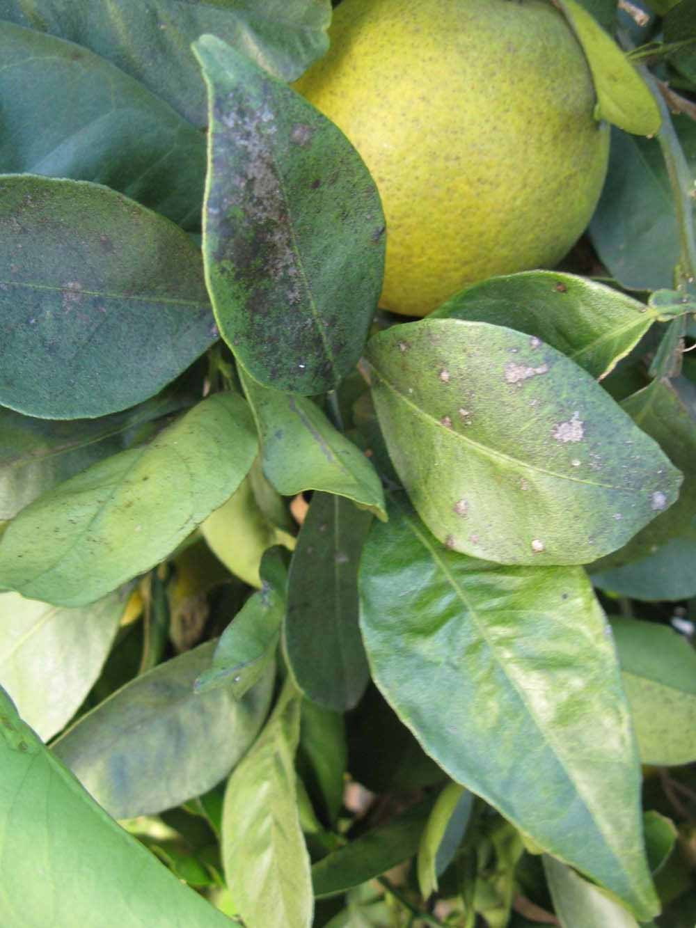            Shade leaves (Winter Haven, FL)   